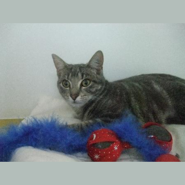 Photo of C7933 "Harley"