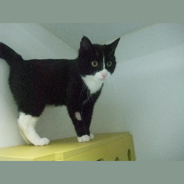 Photo of C7936 "Jason"