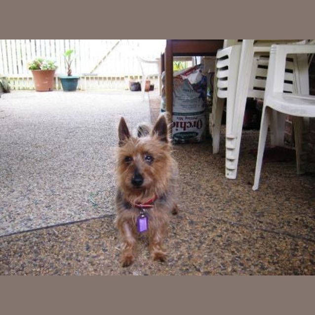 Photo of Ralphie