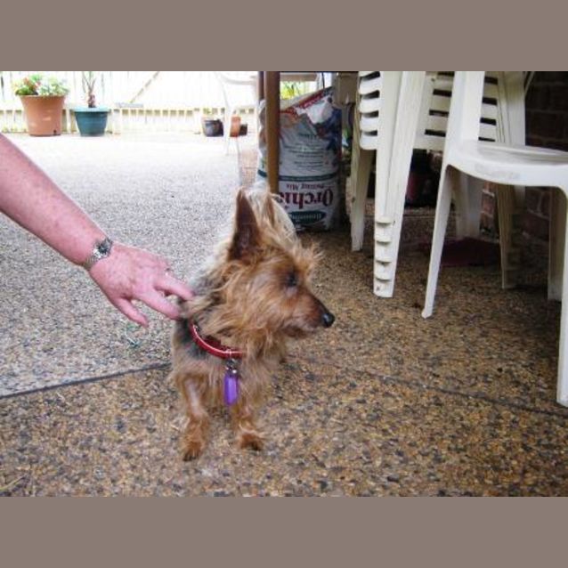 Photo of Ralphie