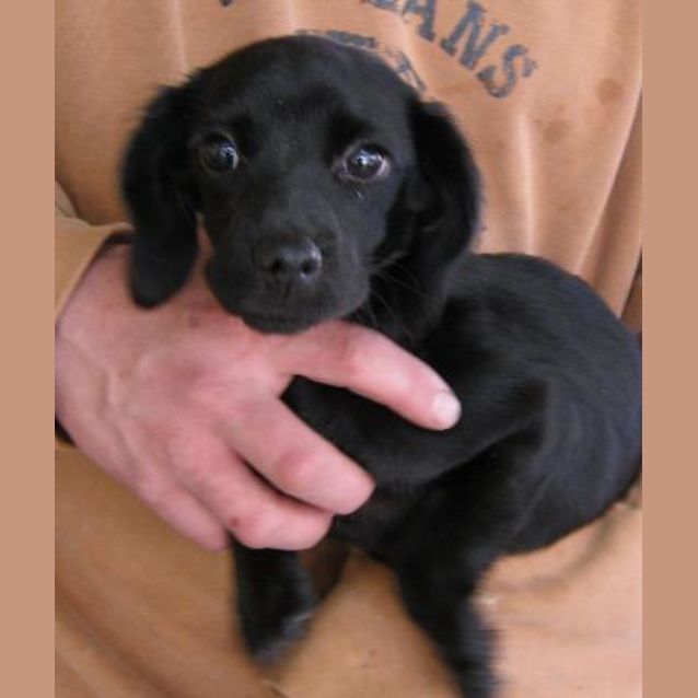 Photo of Velvet