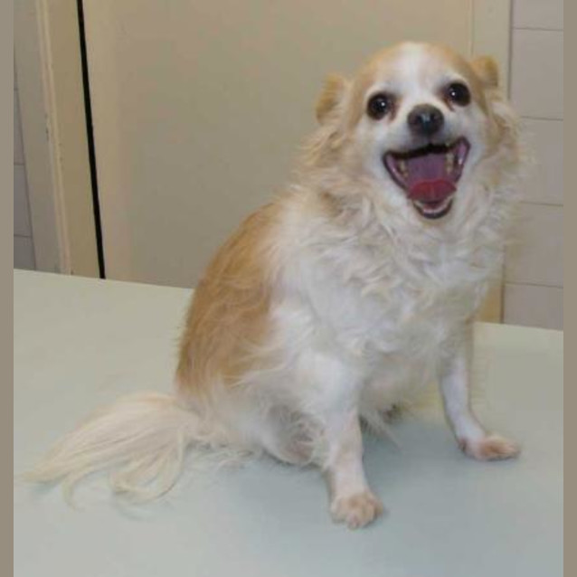 Photo of Grizzy