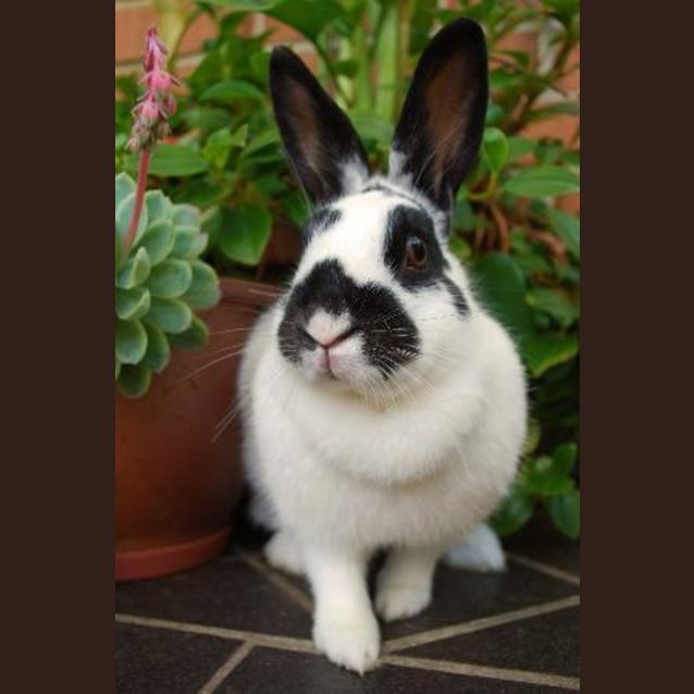 Photo of Domino  Vaccinated And Desexed