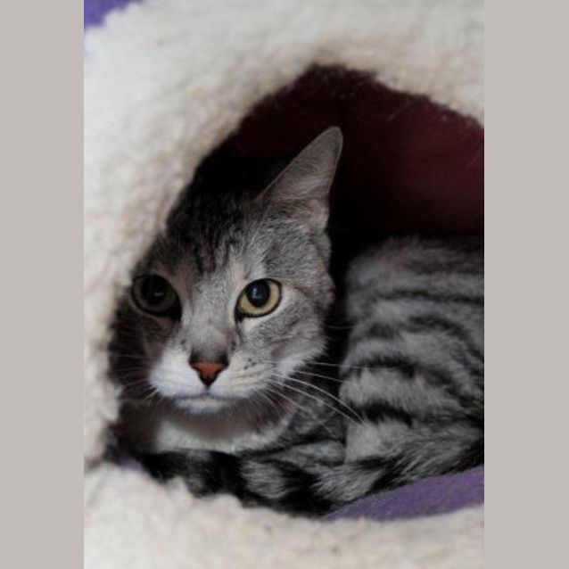 Photo of Silva (C1498) *Adopted*