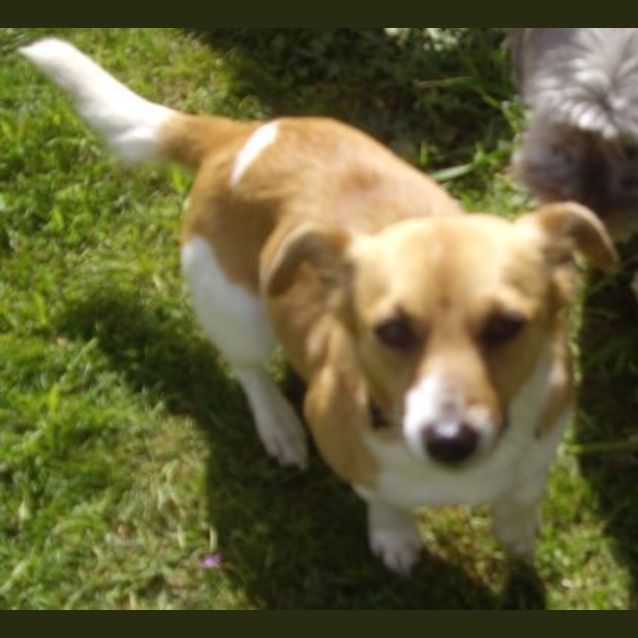 Photo of Dixie   Adoption Pending