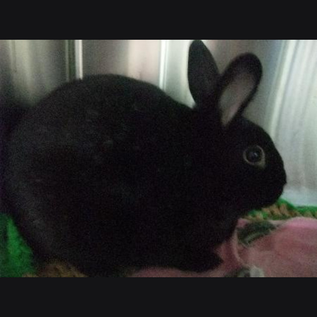 Photo of C7686 "Bun Bun"