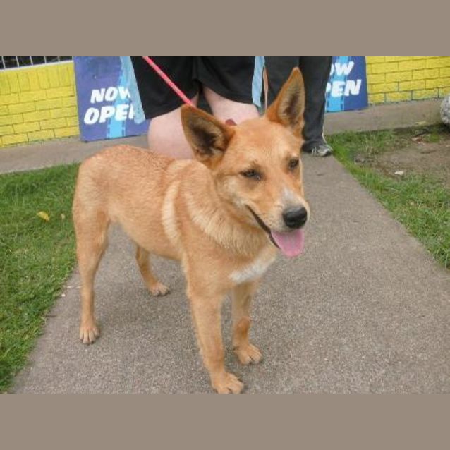 Photo of Sandy (On Hold)