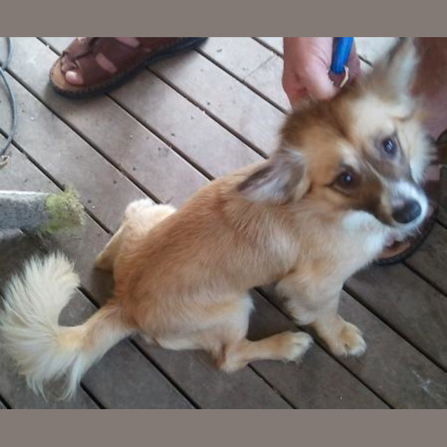 Photo of Gizmo (On Trial)