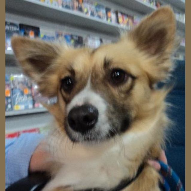 Photo of Gizmo (On Trial)