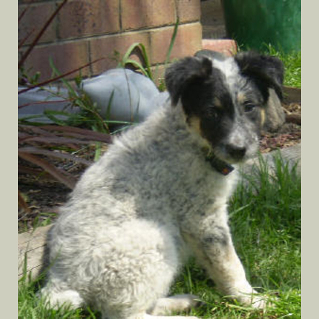Photo of Ollie