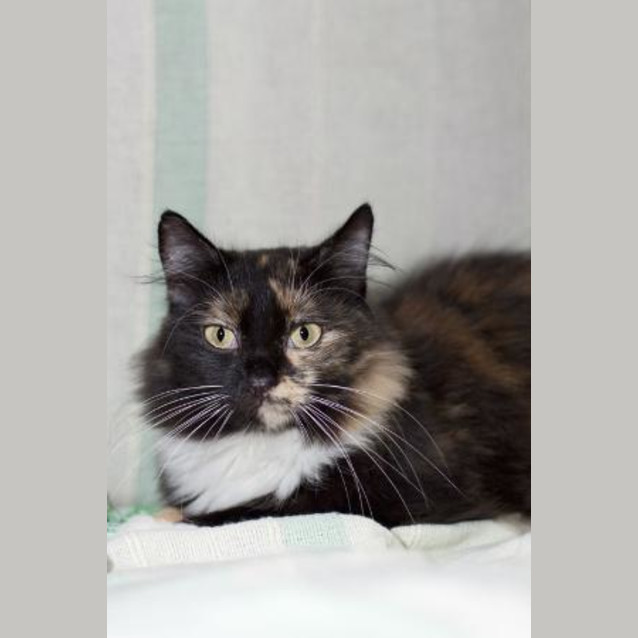 Photo of Stella