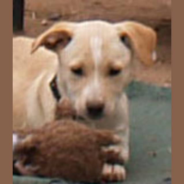 Photo of Joy