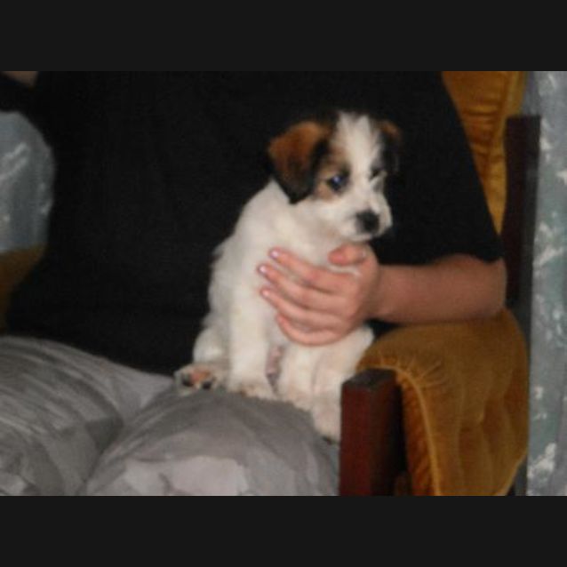 Photo of Phoebe