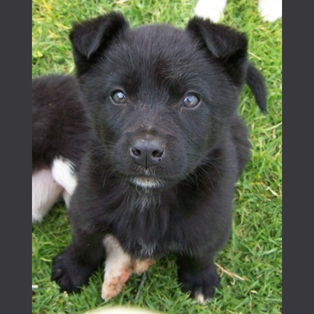 Photo of Adoption Pending Jasper