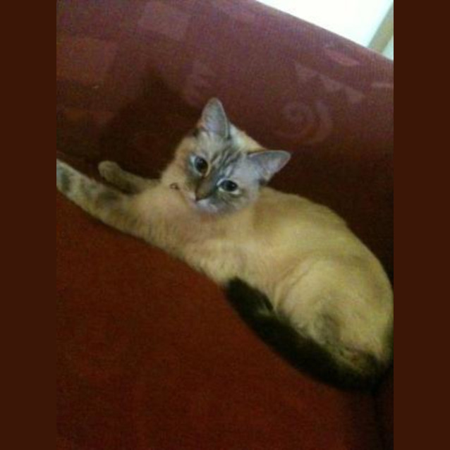 Photo of Kimba (C834) *Adopted*