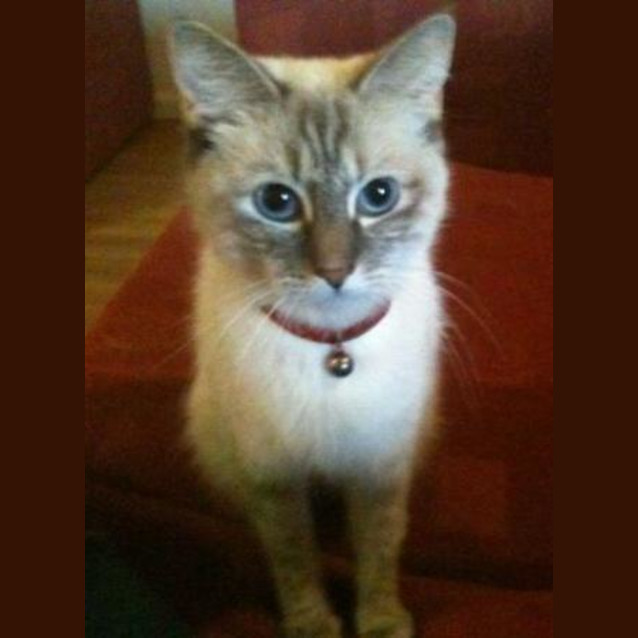 Photo of Kimba (C834) *Adopted*