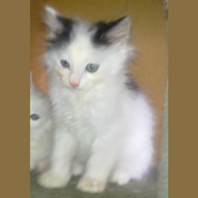 Photo of White & Black Male Kittens