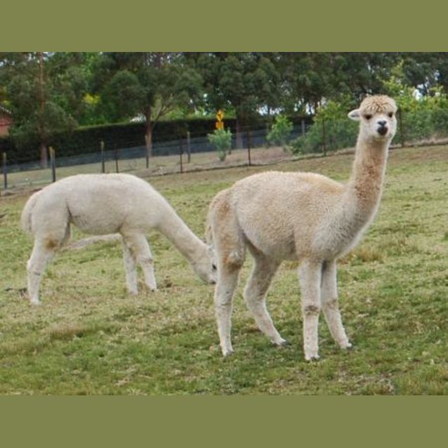 Photo of Principessa