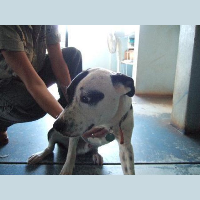 Photo of Patches