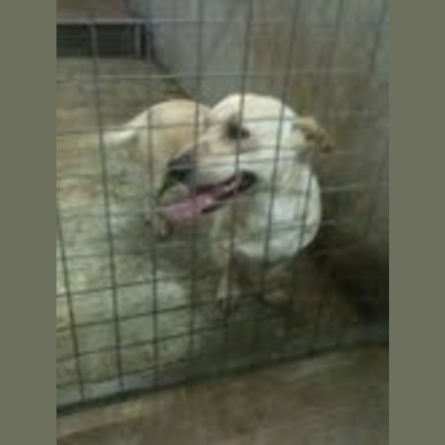 Photo of Max * Adoption Pending *