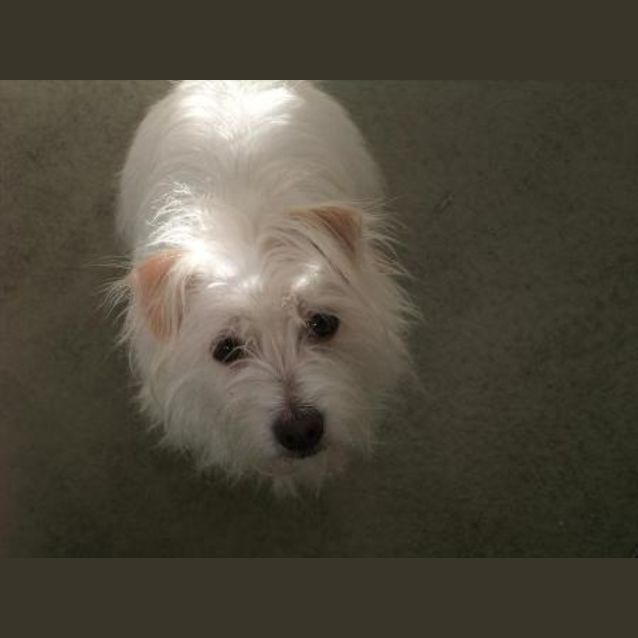 Photo of Missy "A7033"