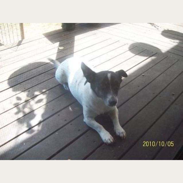 Photo of Milo
