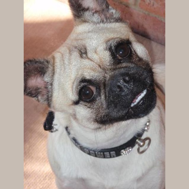 Photo of Puggles