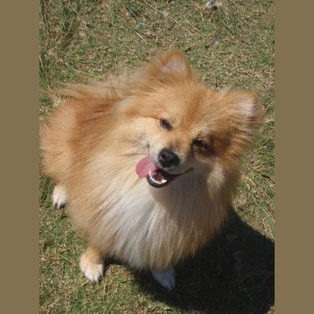 Photo of Foxy