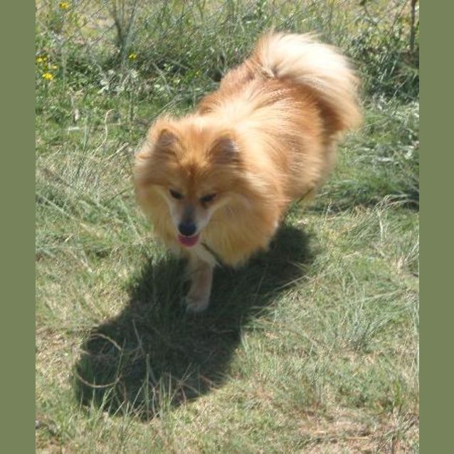 Photo of Foxy