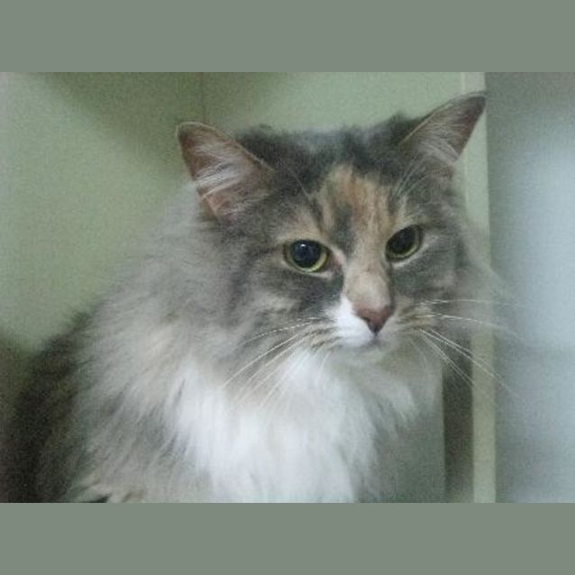 Photo of Jeyjey "C5339"