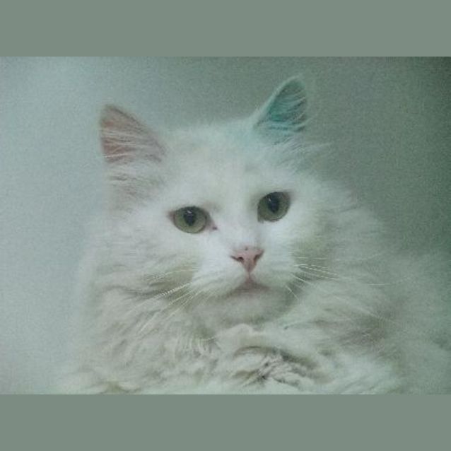 Photo of Casper "C5340"