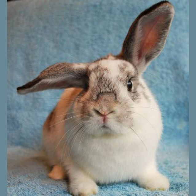Photo of Rosemary  Desexed And Vaccinated  On Hold