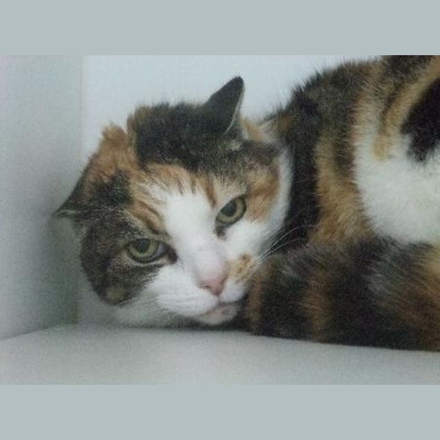 Photo of Cindy "C7741"