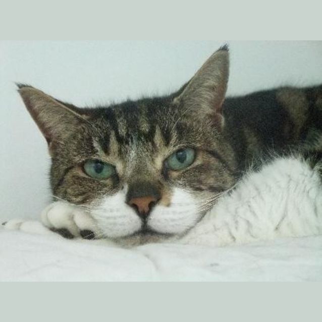 Photo of Pussycat "C5477"