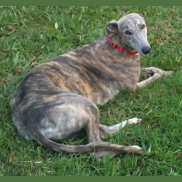 Photo of Gracie