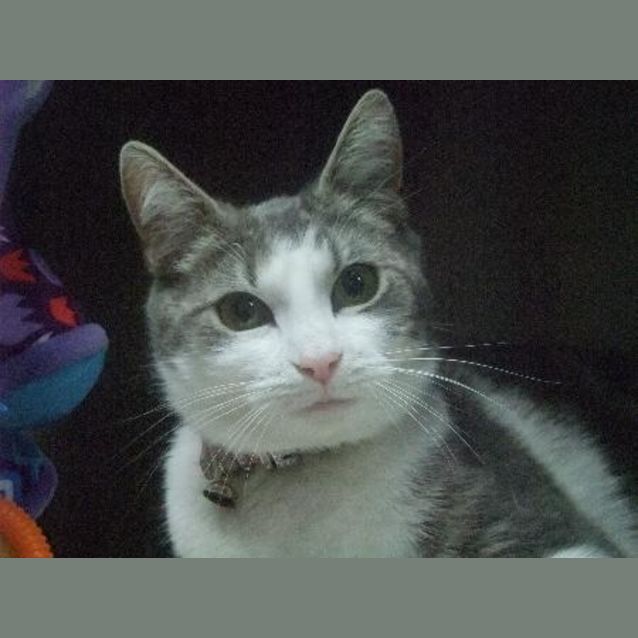 Photo of Jezabel "C7690"