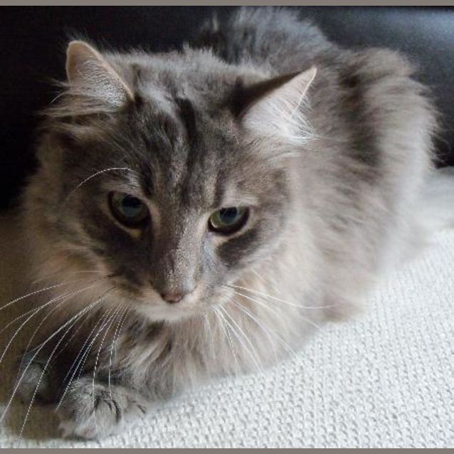 Photo of Tinks