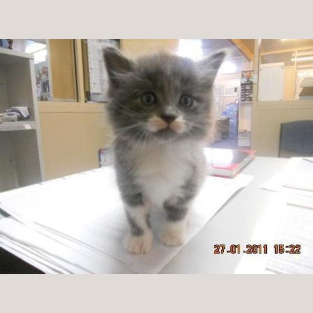 Photo of All Sorts Of Kittens!