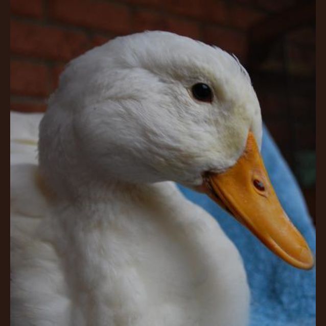 Photo of Daisy