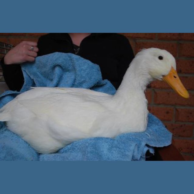 Photo of Donald