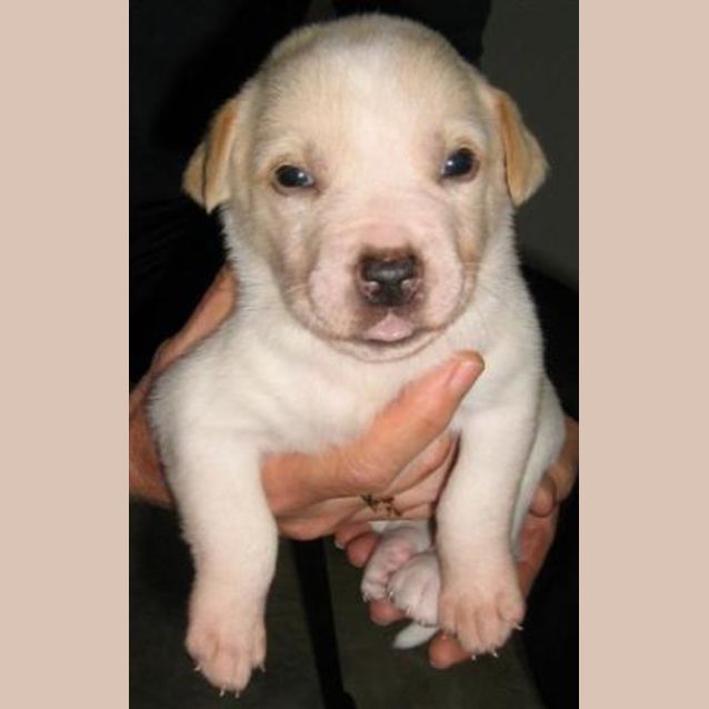 Photo of Annie (On Trial)