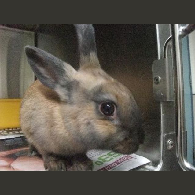 Photo of W2774 "Betty Mcbun Buns"