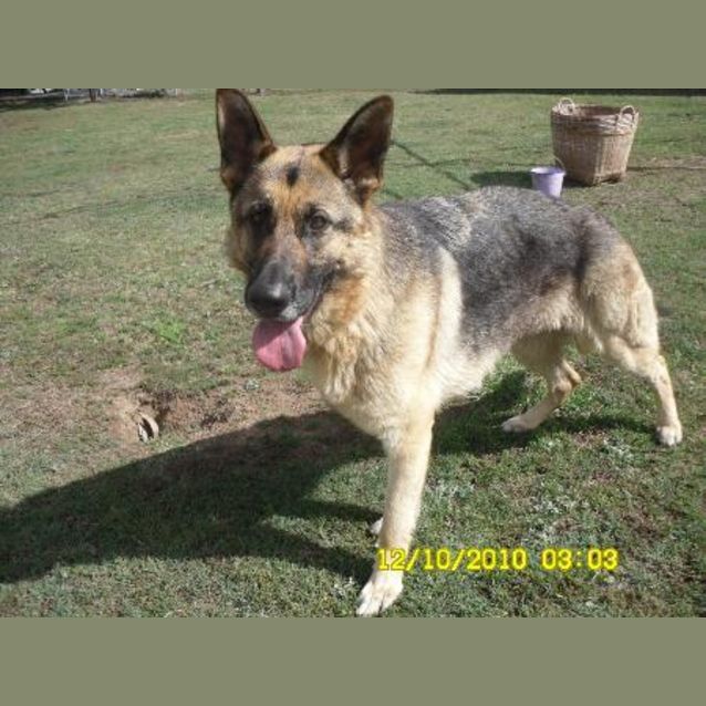 Photo of Zara  On Hold Pending Adoption