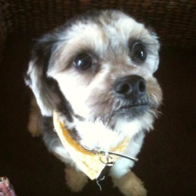 Photo of Guinness