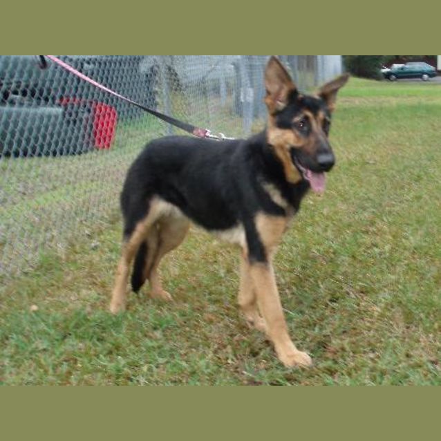 Photo of Keira On Hold Pending Adoption