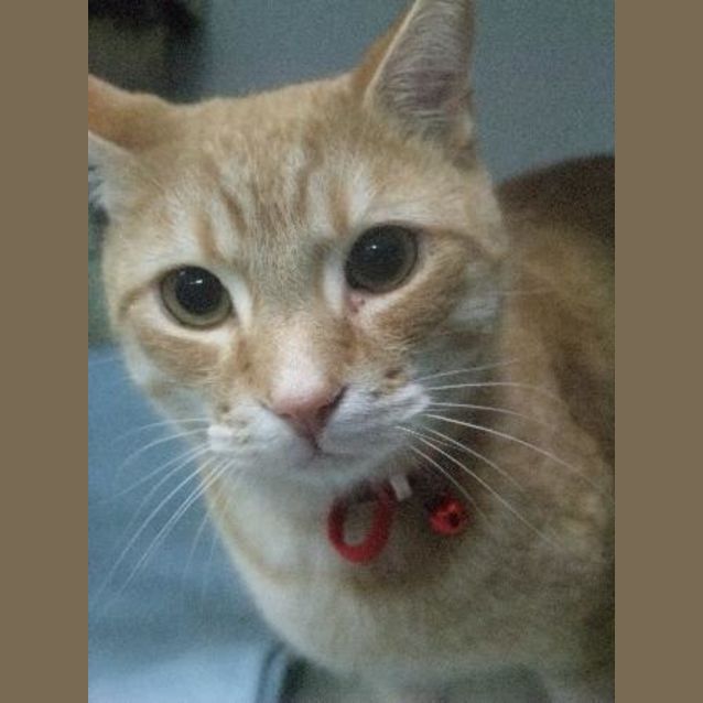 Photo of C08825 "Tigger"