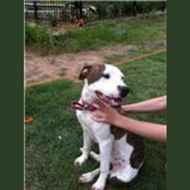 Photo of Izzy (On Hold)