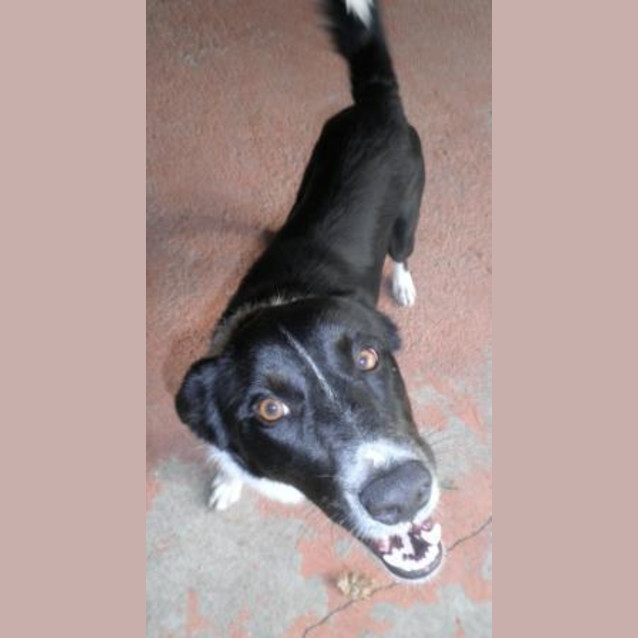 Photo of Toby