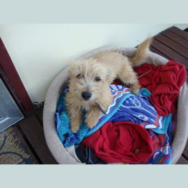 Photo of Gypsy * Adoption Pending *