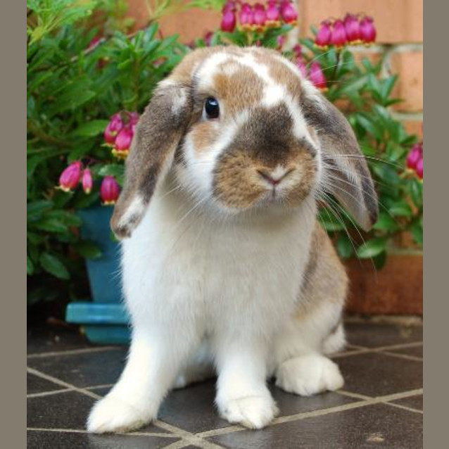 Photo of Miss Muff  Desexed And Vaccinated